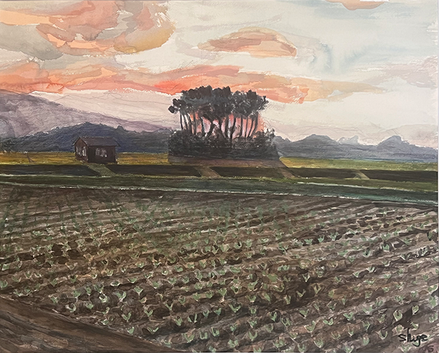 ブロッコリー畑の夜明け